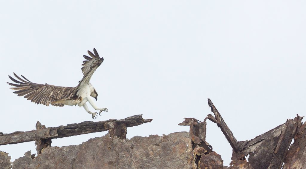 cape osprey